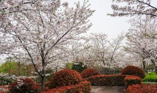 顾村公园樱花节门票