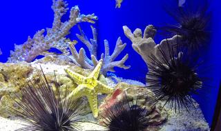 上海海洋水族馆的门票可以当场买吗排队买票的人多吗