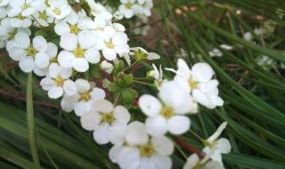 小白花怎么做卫生纸