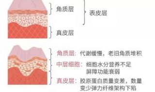 燕之典胶原蛋白和汤臣倍健哪个好