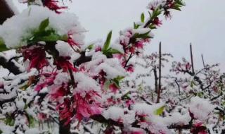 桃花枫叶知了雪花各象征着什么季节